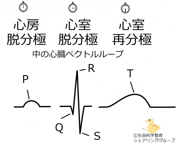 Ecgwaveandhearcellactivity.jpg