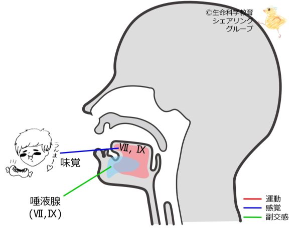 Cranial07 1.jpg