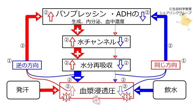 BasicFeedbackToADH-JPN.jpg