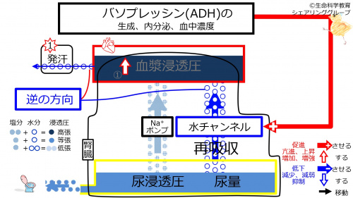 6-ADHcontrol-sweat1.jpg