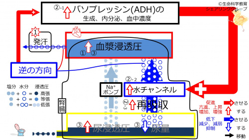 6-ADHcontrol-sweat2.jpg