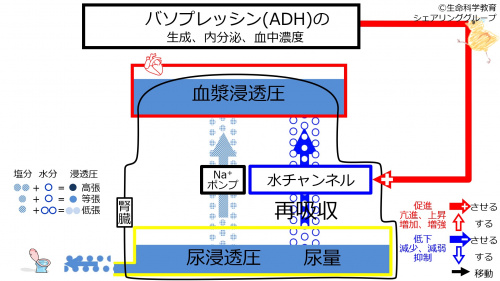ADHbeforeSweating-Jpn.jpg