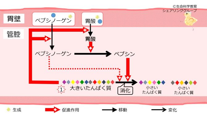 StomachPepsinogenBasic-Jpn.jpg