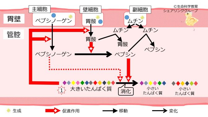 Stomach pepsinogen.jpg
