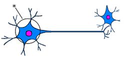 ./images/250px-NeuronQ1.jpg