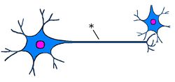 ./images/250px-NeuronQ3.jpg