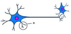 ./images/250px-NeuronQ4.jpg
