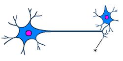./images/250px-NeuronQ5.jpg