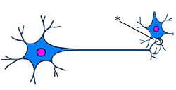 ./images/250px-NeuronQ6.jpg