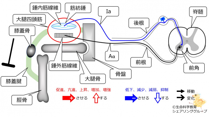 PatellaTendonReflex-1.jpg