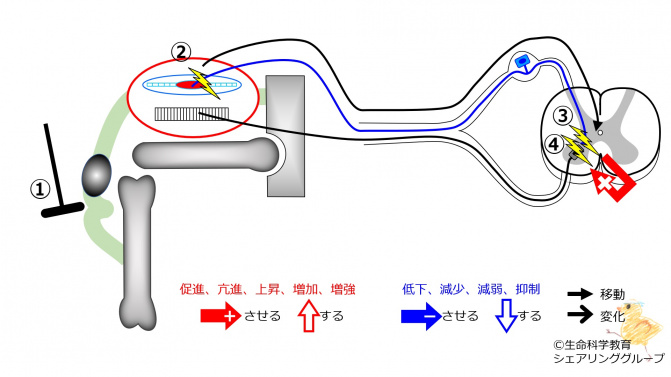 PatellaTendonReflex-2.jpg