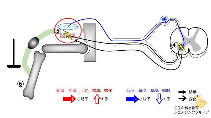 PatellaTendonReflex-3.jpg