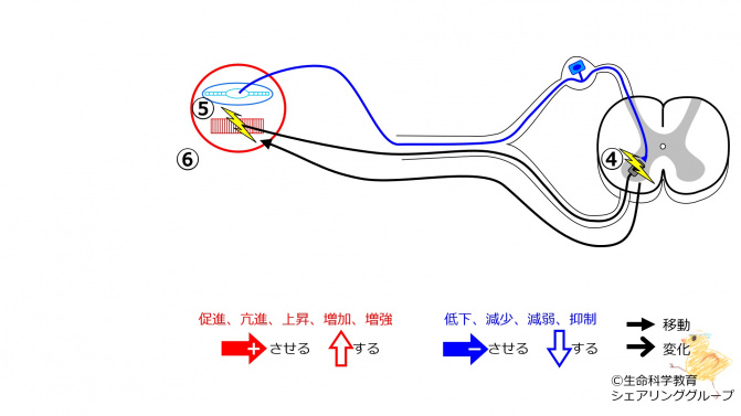 StretchReflex-3.jpg
