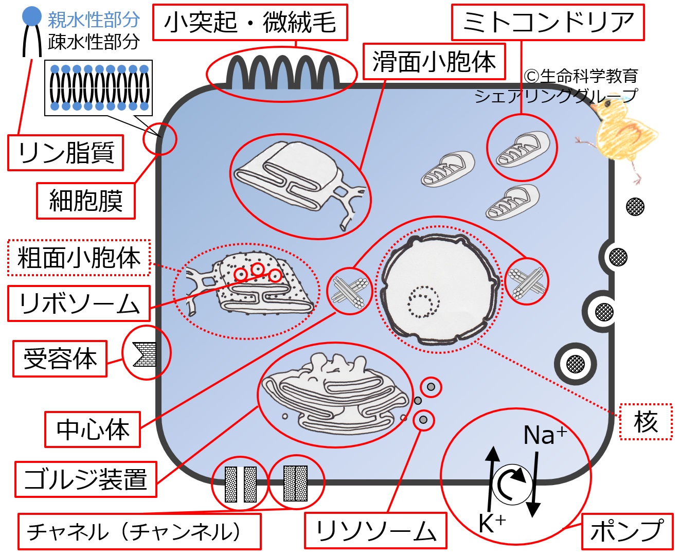 CellOrganelleBasicSummary-Jpn.jpg