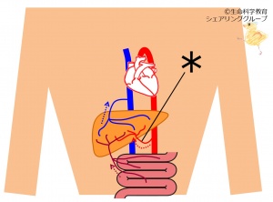 ./images/300px-固有肝動脈_クイズ.jpg