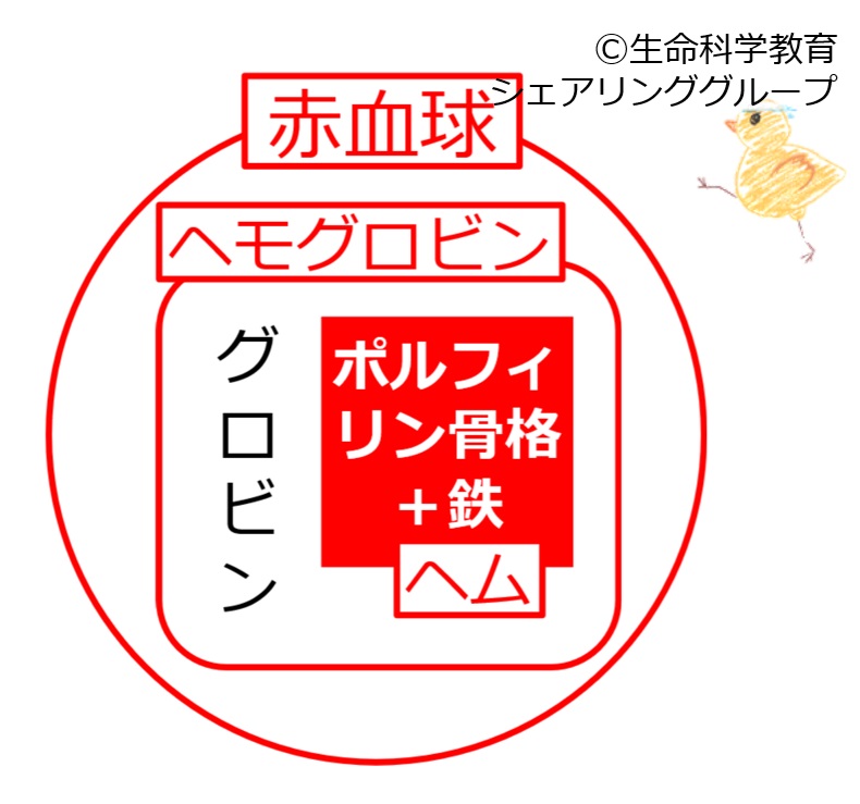 BasicStructureOfHemoglobin Jpn.jpg