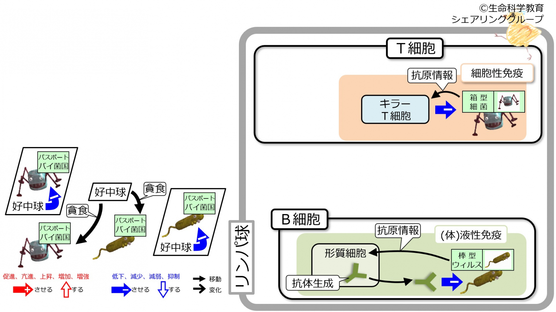 DefenceBcellTcell-intro-Jpn.jpg