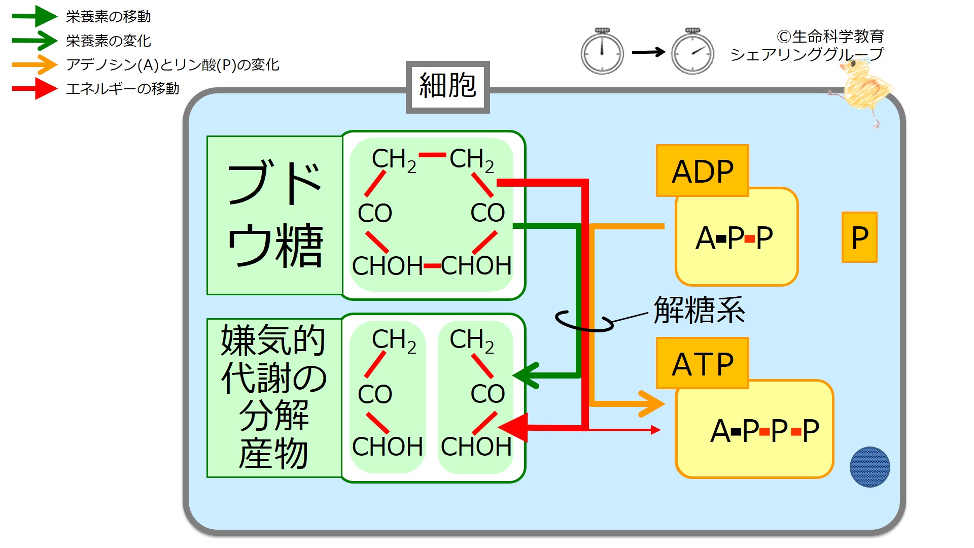 1glycolysis.jpg