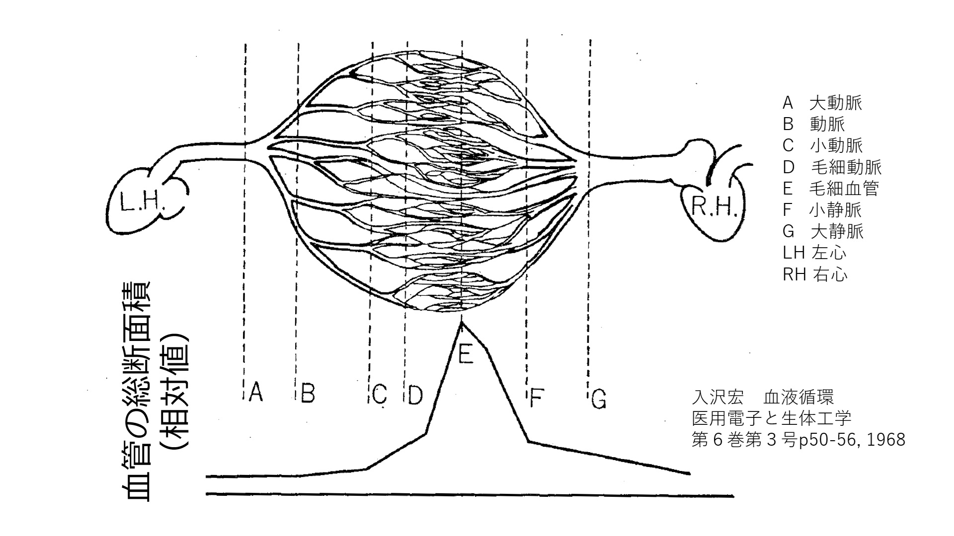 VesselsBranching-basic-Jpn.jpg