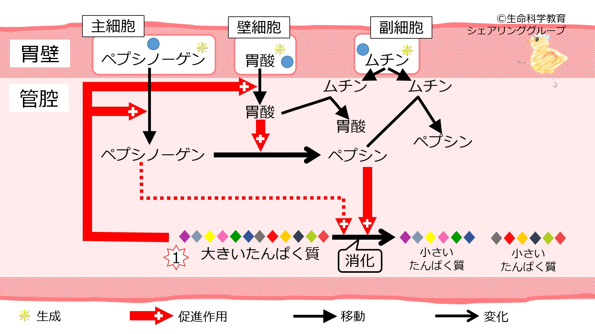 Stomach pepsinogen.jpg