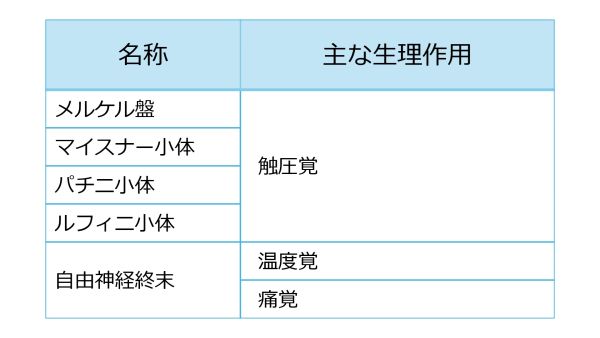 SkinReceptorsBasic-Jpn.jpg