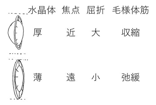 CiliaryMuscleFocusControl-Basic-Jpn.jpg
