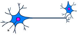 ./images/250px-NeuronQ2.jpg