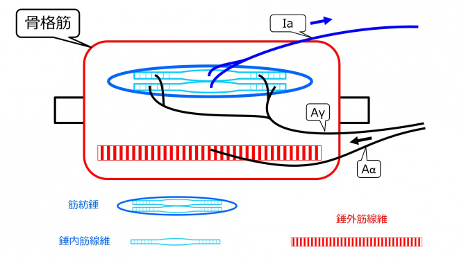 MuscleSpindleStructure-Jpn.jpg
