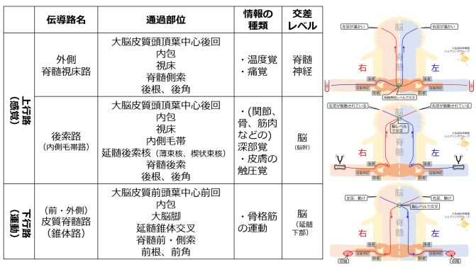 Spinal-tracts-basic-Jpn.jpg