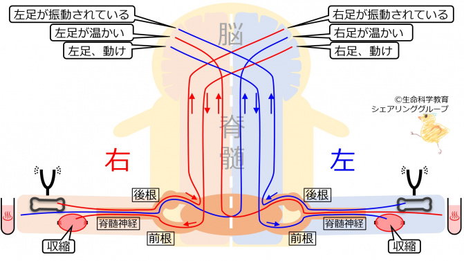 SpinalCordDecussateSummary.jpg