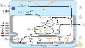./images/280px-クイズ_電子伝達系.jpg