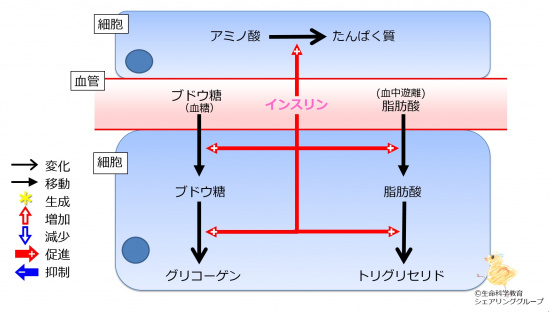 Insulin2TGandProteinBaseline.jpg