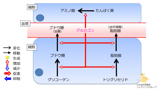 Glucagon2TGandProteinBaseline.jpg