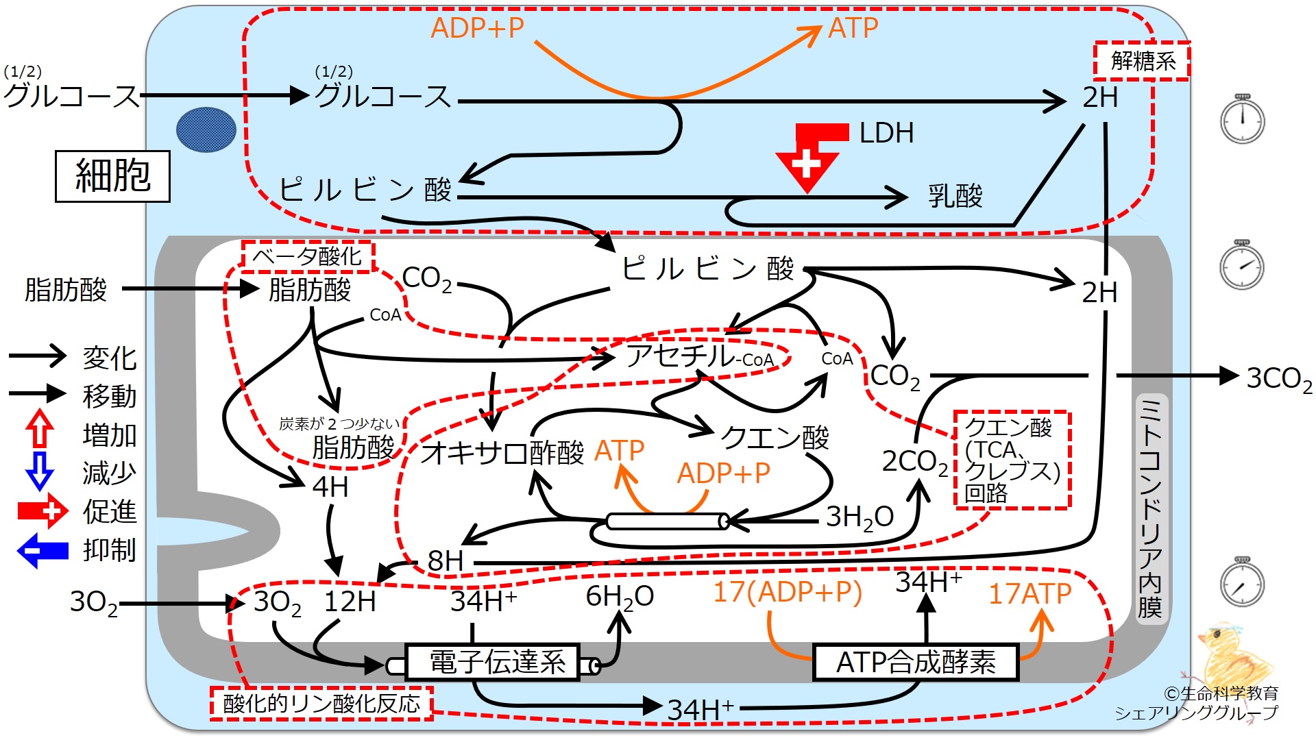 ./images/エネルギー代謝_全体像5まとめ.jpg