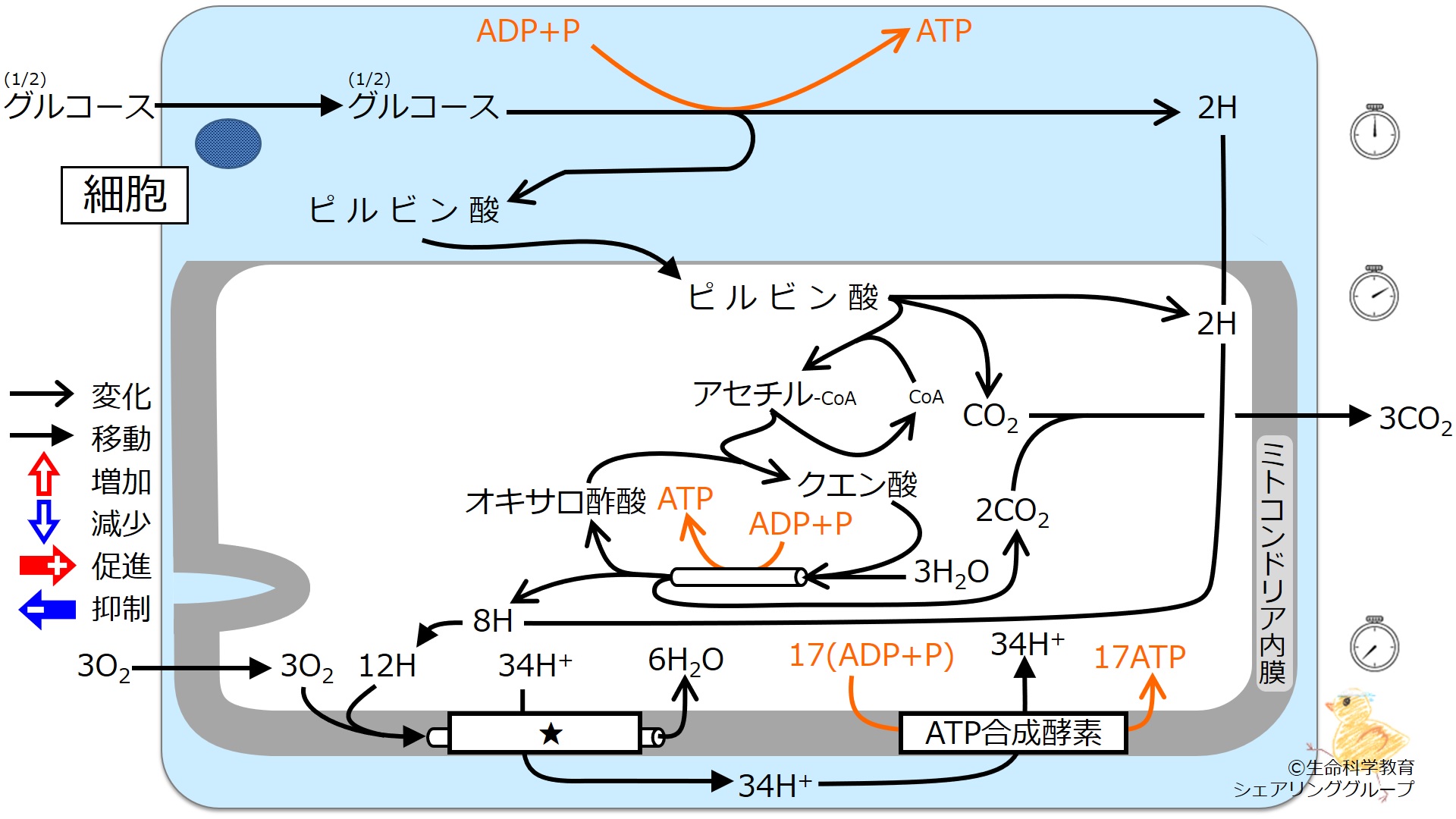 ./images/クイズ_電子伝達系.jpg