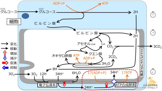エネルギー代謝 全体像5.jpg