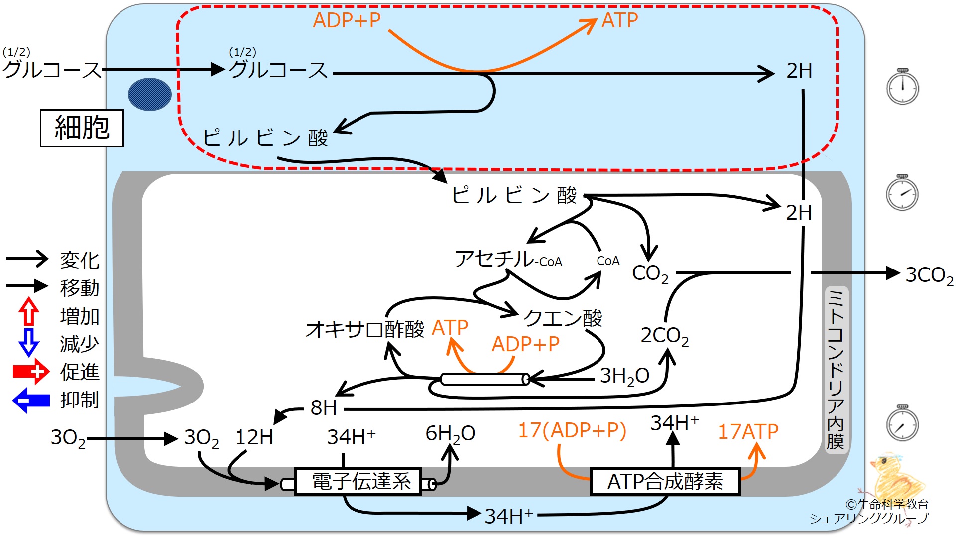./images/Glycolysis-quiz.jpg