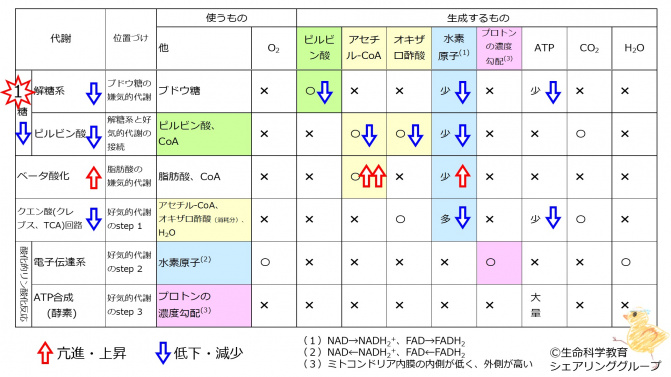 EnergyMetabolismSummaryTableLowGlucose.jpg