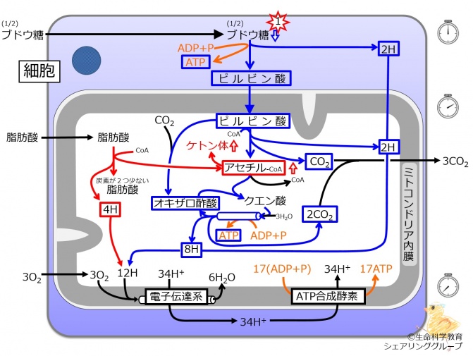 Ketonebody synthesis.jpg