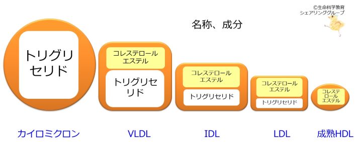 リポたんぱく質成分.jpg