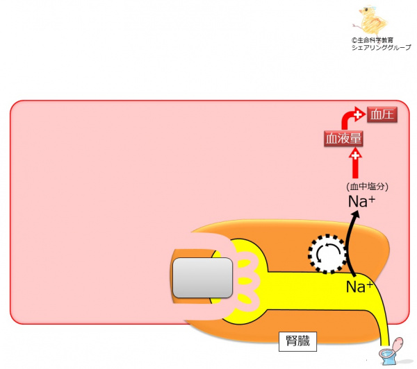 ナトリウムポンプの作用１.jpg