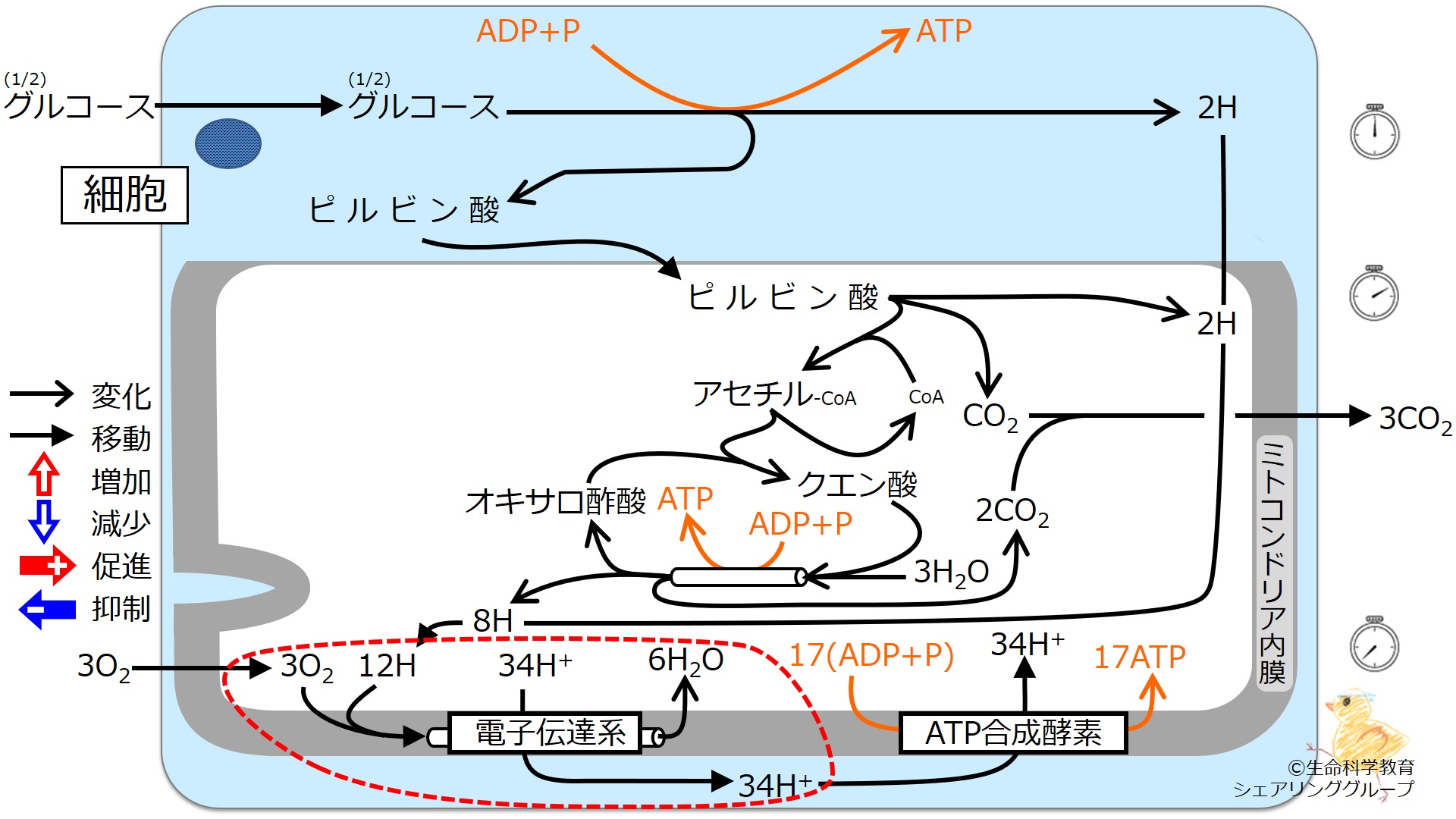 肥満/概論/エネルギー代謝/エネルギー代謝の全体像/電子伝達系