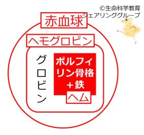 BasicStructureOfHemoglobin Jpn.jpg