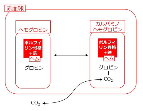 Carbaminohemoglobin-basic-Jpn.jpg