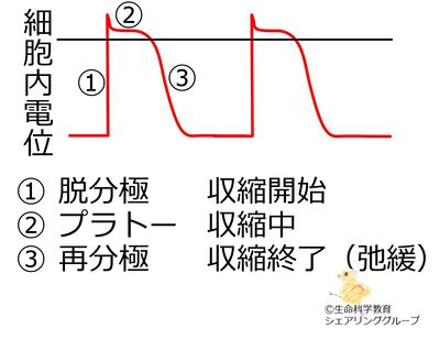 細胞内電位の変動.jpg