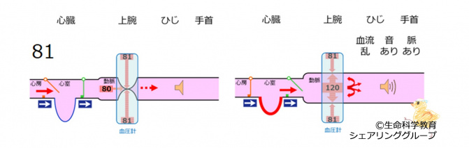 BPmeasurement81.jpg