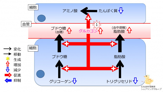 Glucagon2TGandProteinInc.jpg