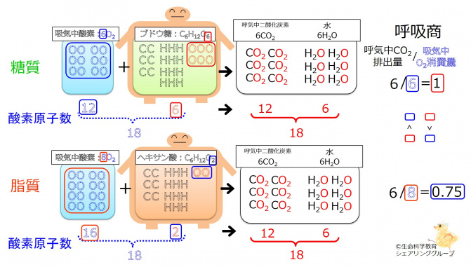 Respiratory quotient.jpg