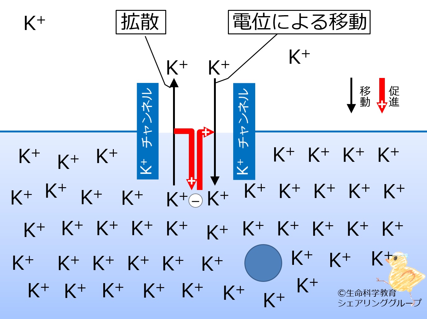 Potential2diffusion ja.jpg