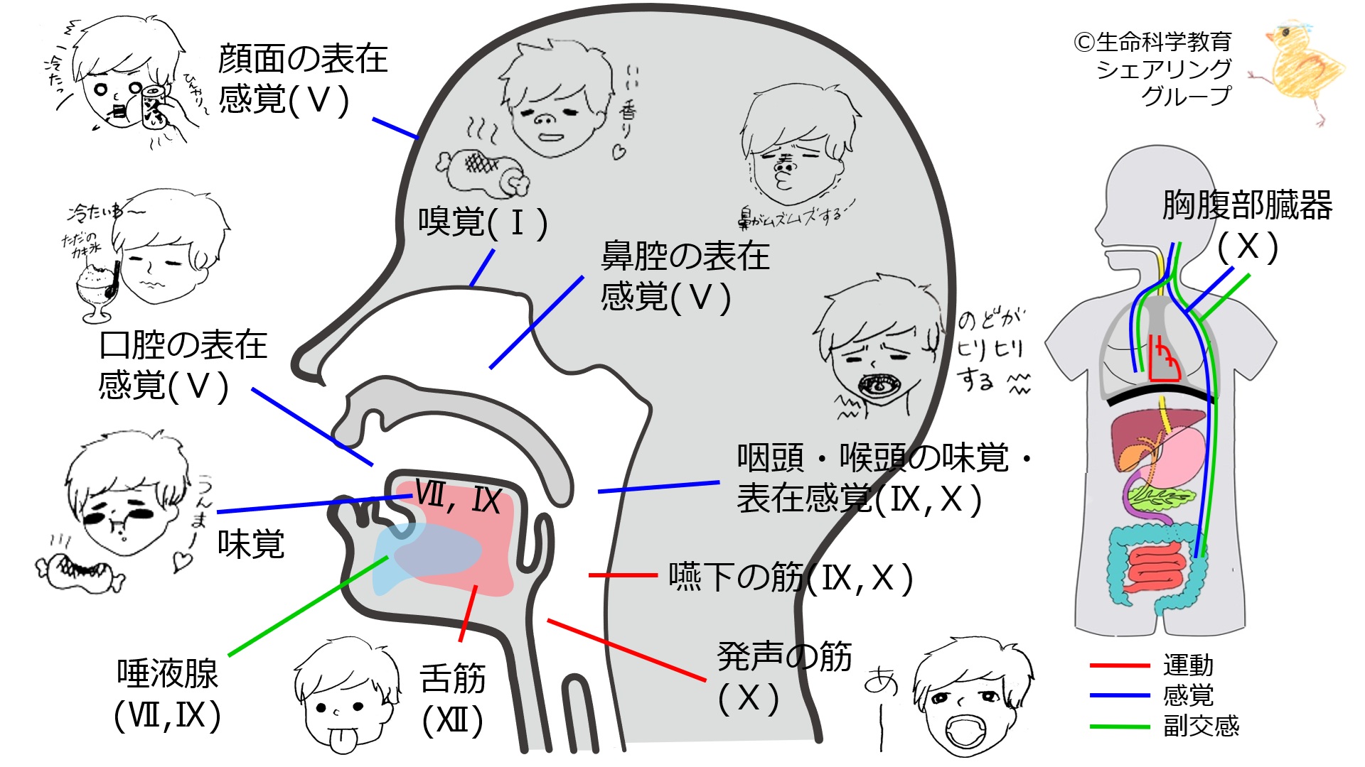 Cranial-summary-sideflipped.jpg